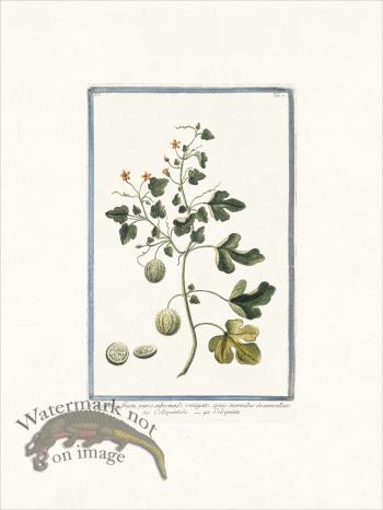 Bonelli 070 Wild gourd